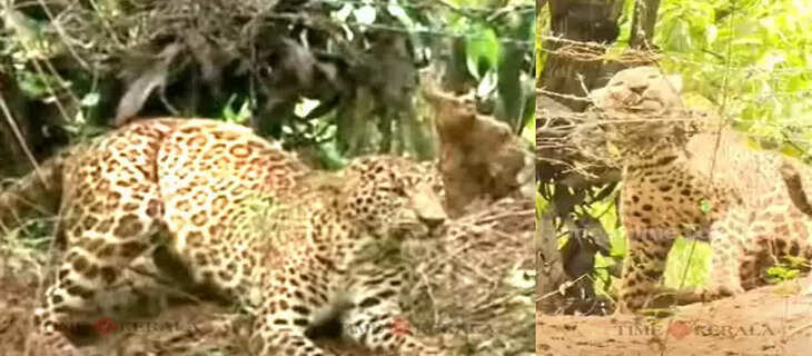 Leopard