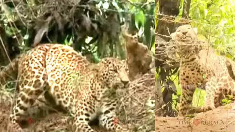 Leopard