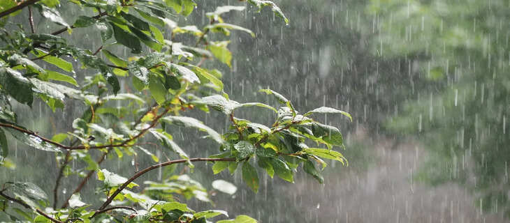 Rain