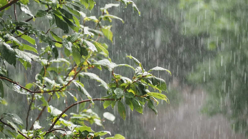 Rain