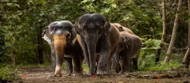 Elephant