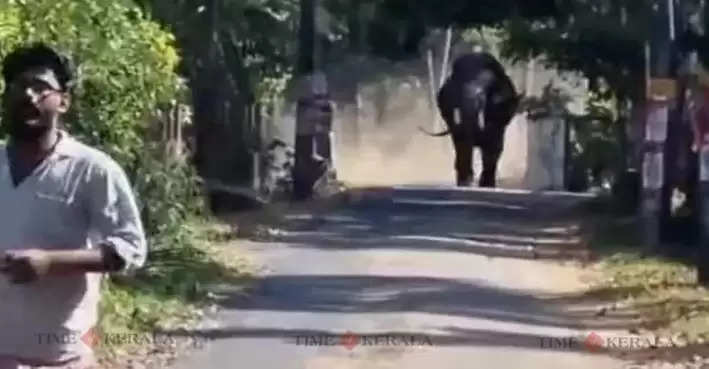 Elephant