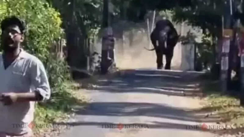 Elephant