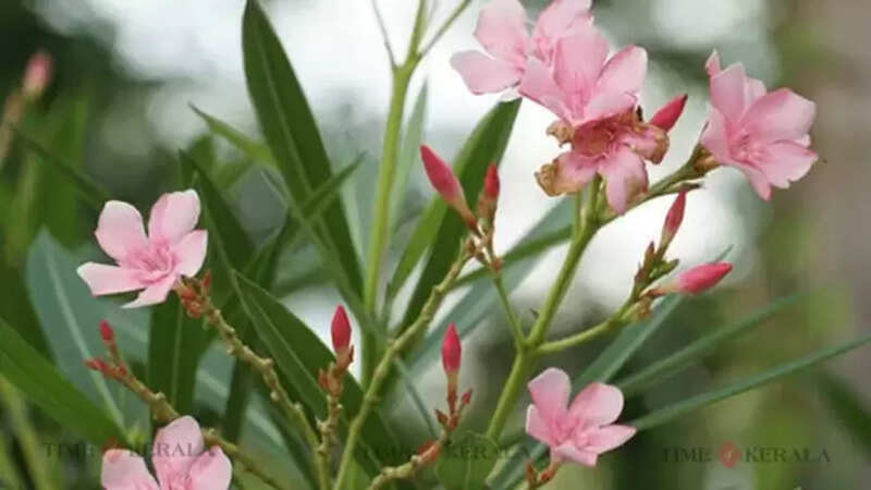 Arali