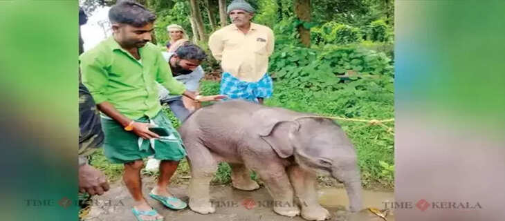 Elephant