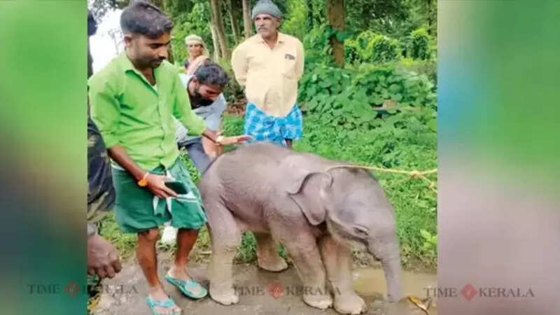 Elephant