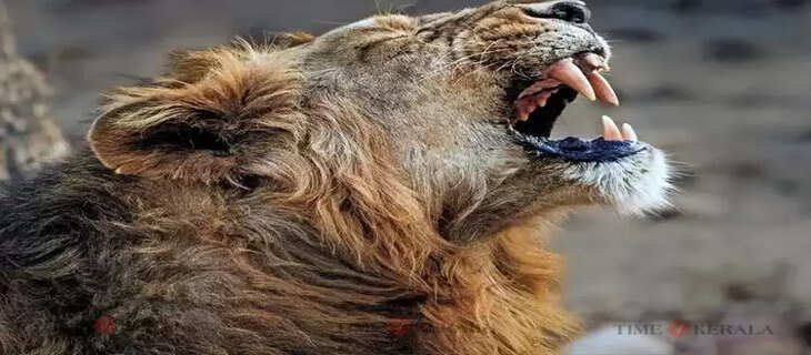 Lion