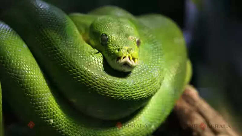 snake