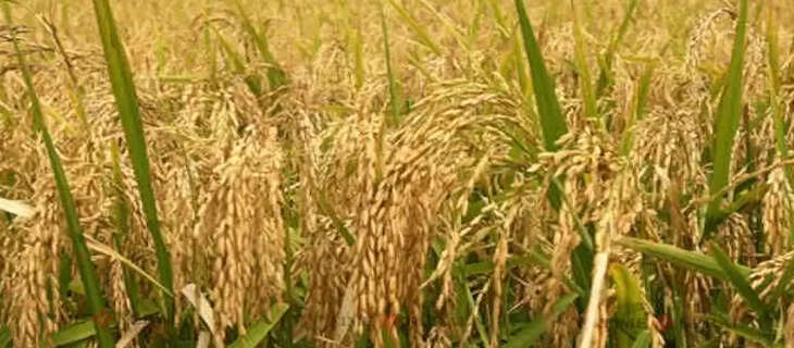 Agriculture