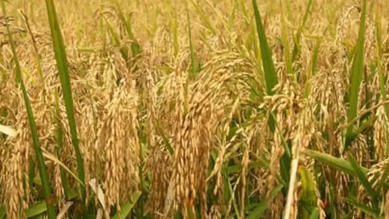 Agriculture