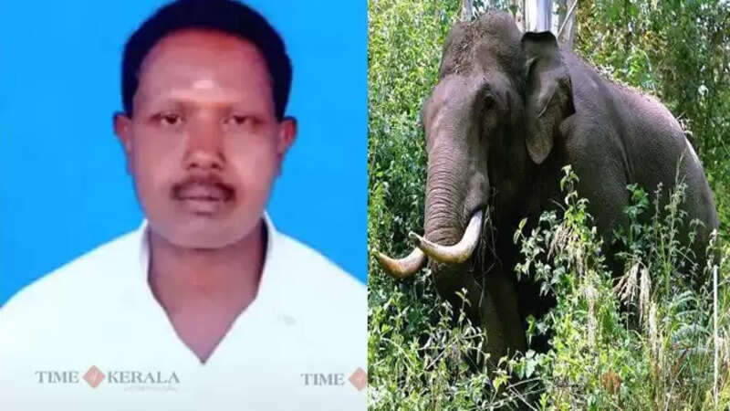 Elephant