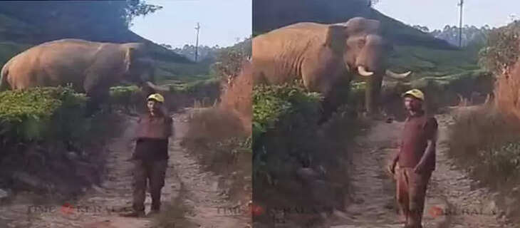 elephant