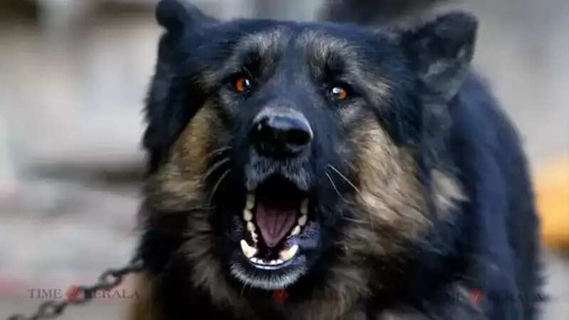 Dog
