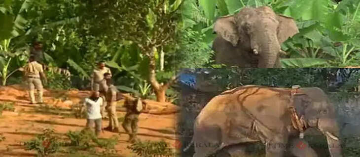 elephant