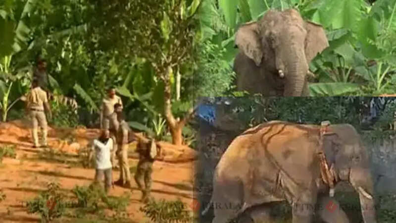 elephant