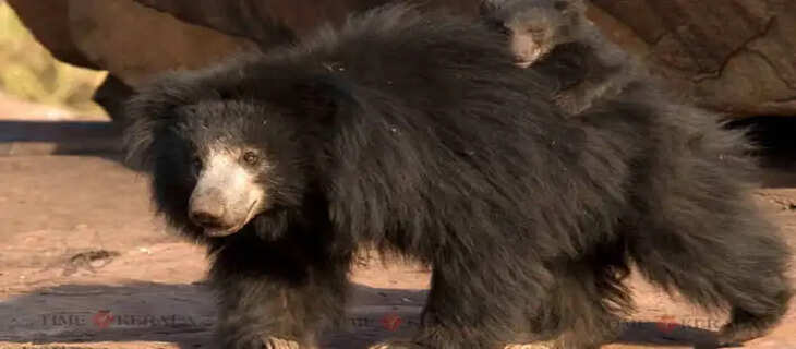 Bear