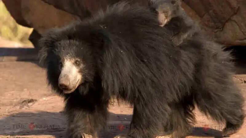 Bear