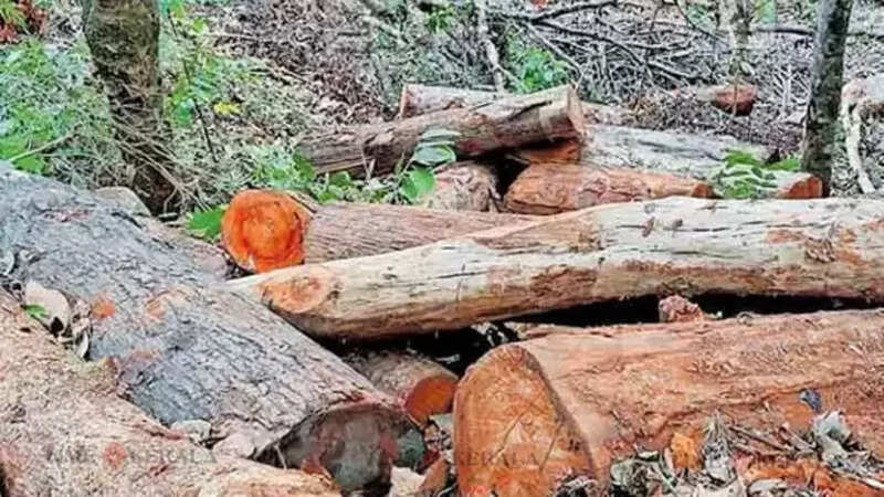 Wood