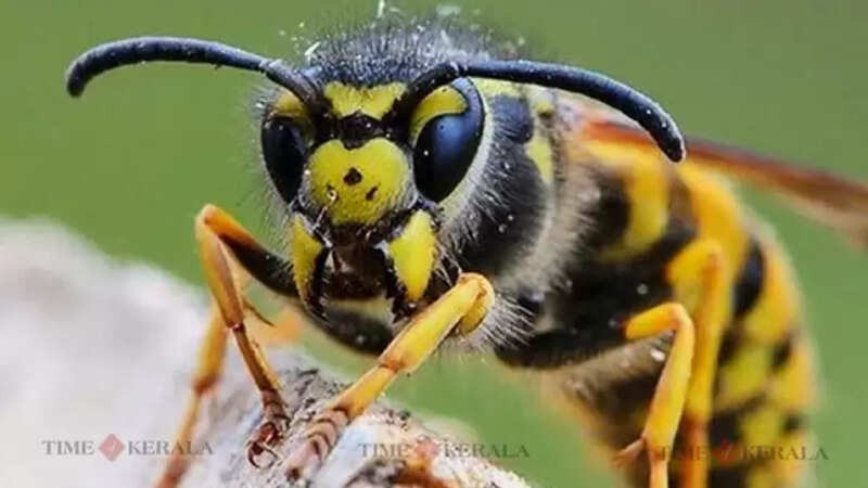 honey bee