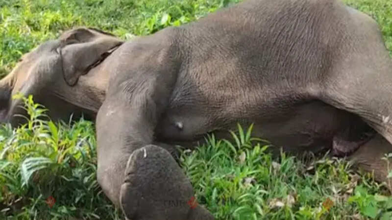 elephant