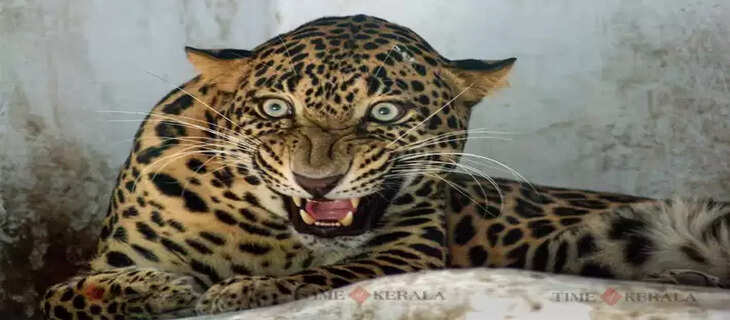 Cheetta