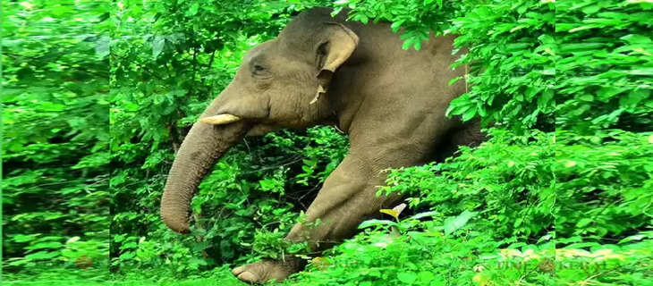 elephant