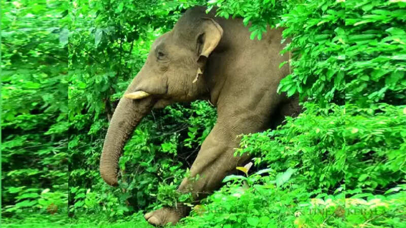 elephant