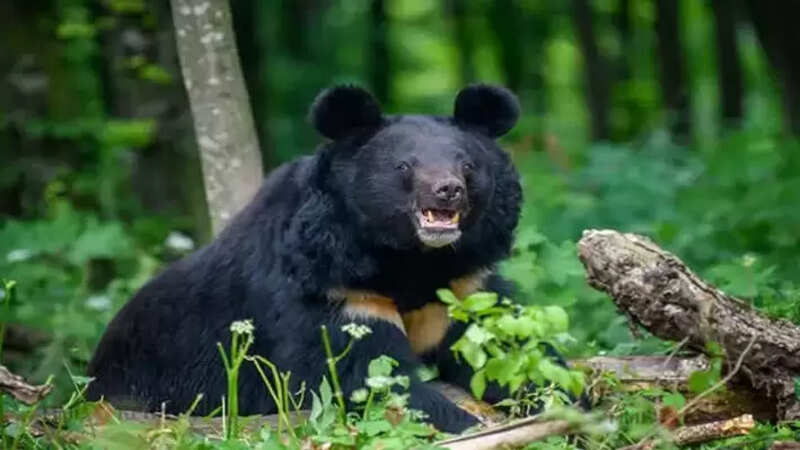 Bear