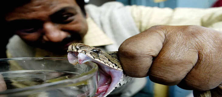 Snakes( my relatives)....