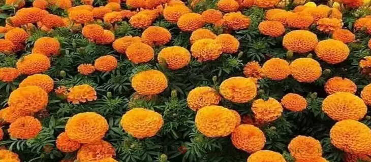 jamanthi