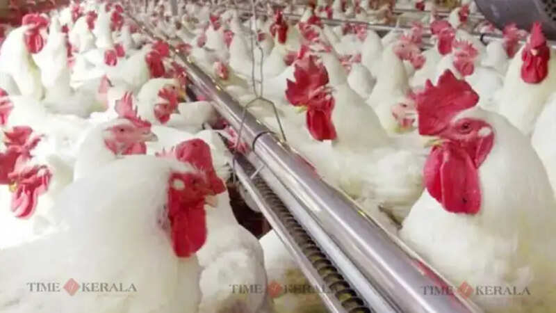 Chicken