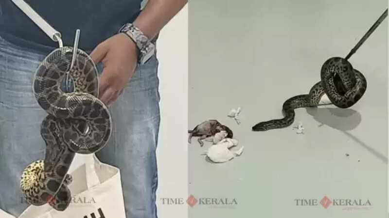 snake