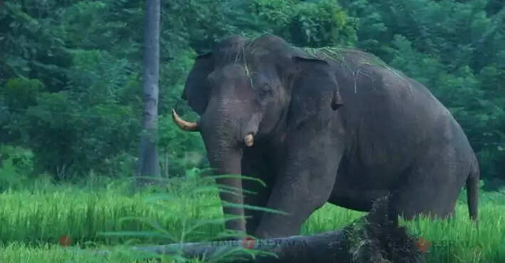 Elephant