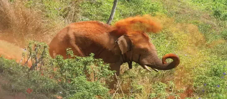 Elephant