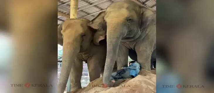 Elephant