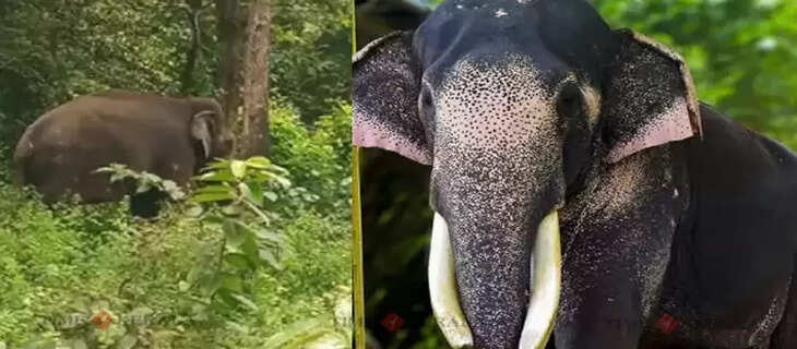 Elephant