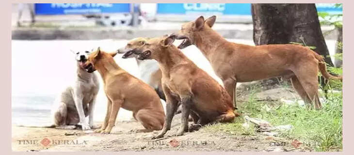 dog street