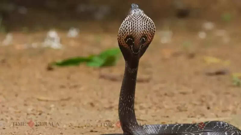 Snake