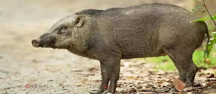Pig