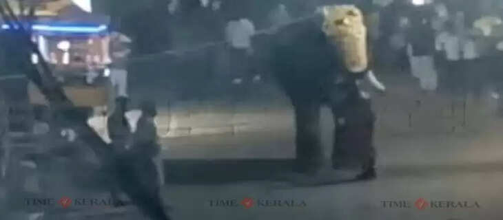 Elephant