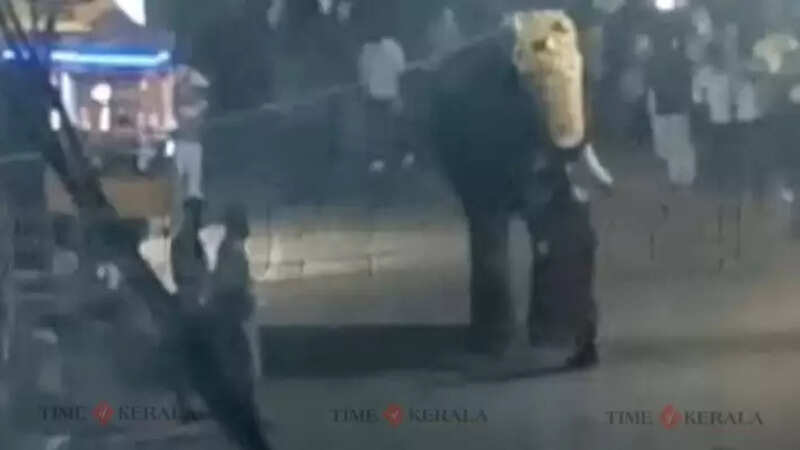 Elephant