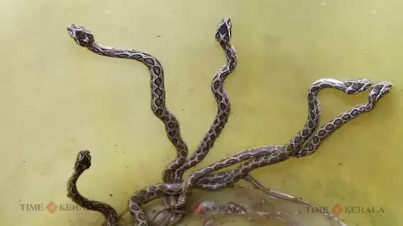 Snake
