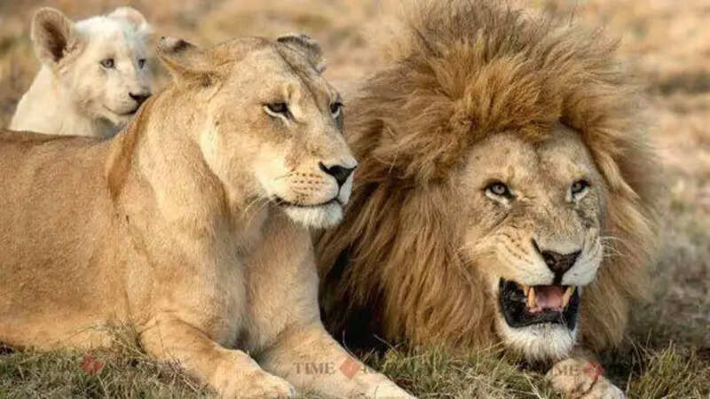 lion