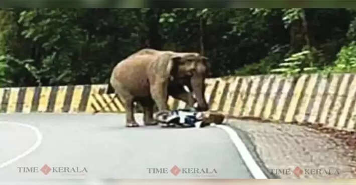 Elephant
