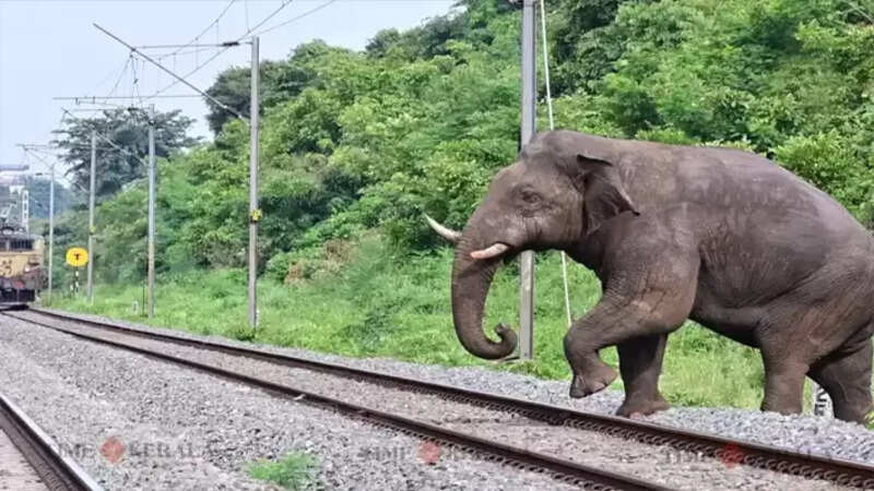 Elephant