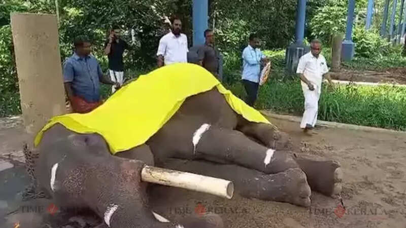 Elephant