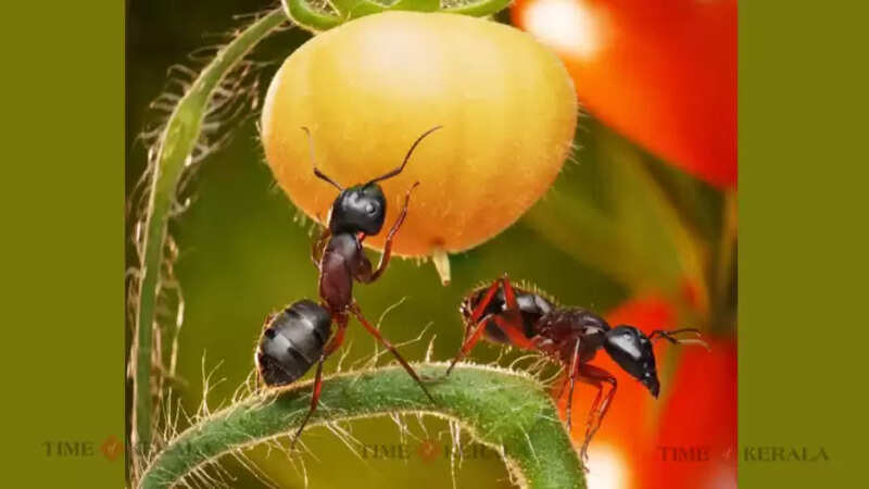 ant
