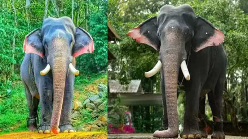 Elephant