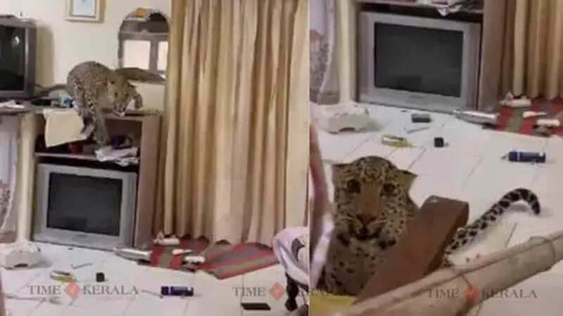 Leopard