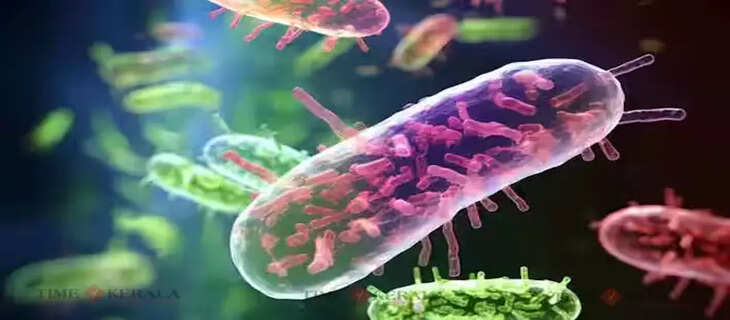 bacteria